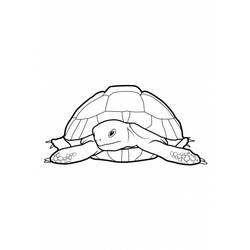 Раскраска: черепаха (Животные) #13507 - Бесплатные раскраски для печати