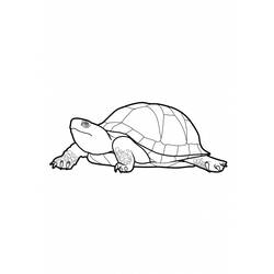 Раскраска: черепаха (Животные) #13545 - Бесплатные раскраски для печати