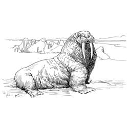 Раскраска: морж (Животные) #16525 - Бесплатные раскраски для печати