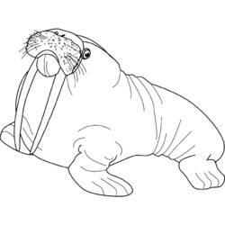 Раскраска: морж (Животные) #16535 - Бесплатные раскраски для печати