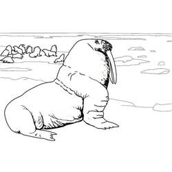 Раскраска: морж (Животные) #16569 - Бесплатные раскраски для печати