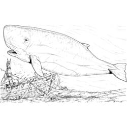 Раскраска: кит (Животные) #883 - Бесплатные раскраски для печати