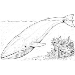 Раскраска: кит (Животные) #895 - Бесплатные раскраски для печати