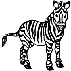 Раскраски: зебра - Бесплатные раскраски для печати