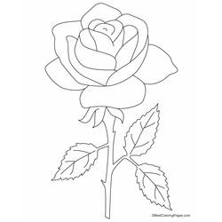 Раскраска: розы (природа) #161893 - Бесплатные раскраски для печати