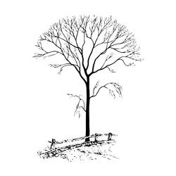 Раскраска: дерево (природа) #154769 - Бесплатные раскраски для печати